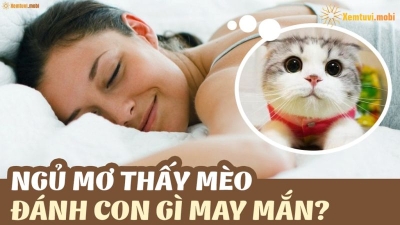 Mơ thấy mèo nên đánh con gì? Giải mã số học