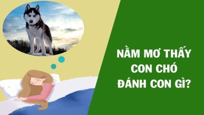 Con chó số mấy? Ngủ mơ thấy con chó có nghĩa gì?