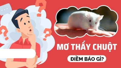 Mơ thấy chuột có điềm báo gì? Mơ thấy chuột đánh con gì chiều nay?